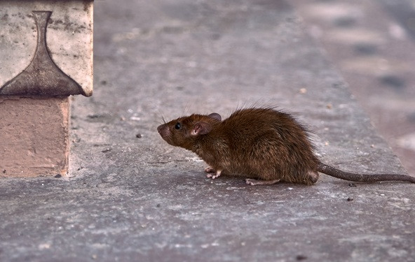 Leptospiroza u Sarajevu: Odakle infekcija