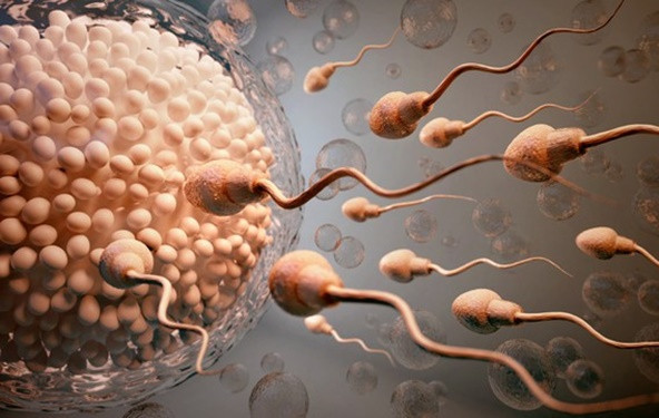 Video: Težak put sperme
