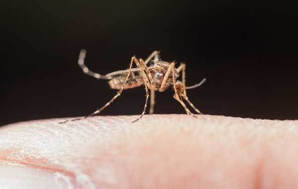 Kako se na prirodan način riješiti komaraca?