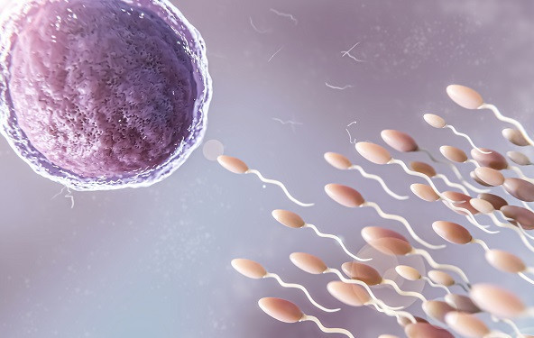 Otkriveno kako jajna stanica "hvata" spermije
