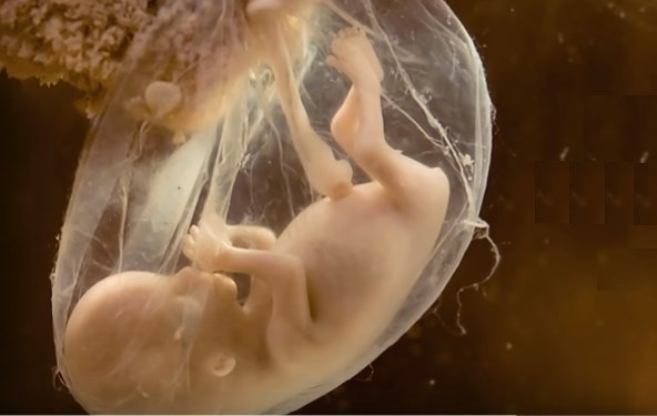 VIDEO: Od spočetja do rojstva v slabih petih minutah