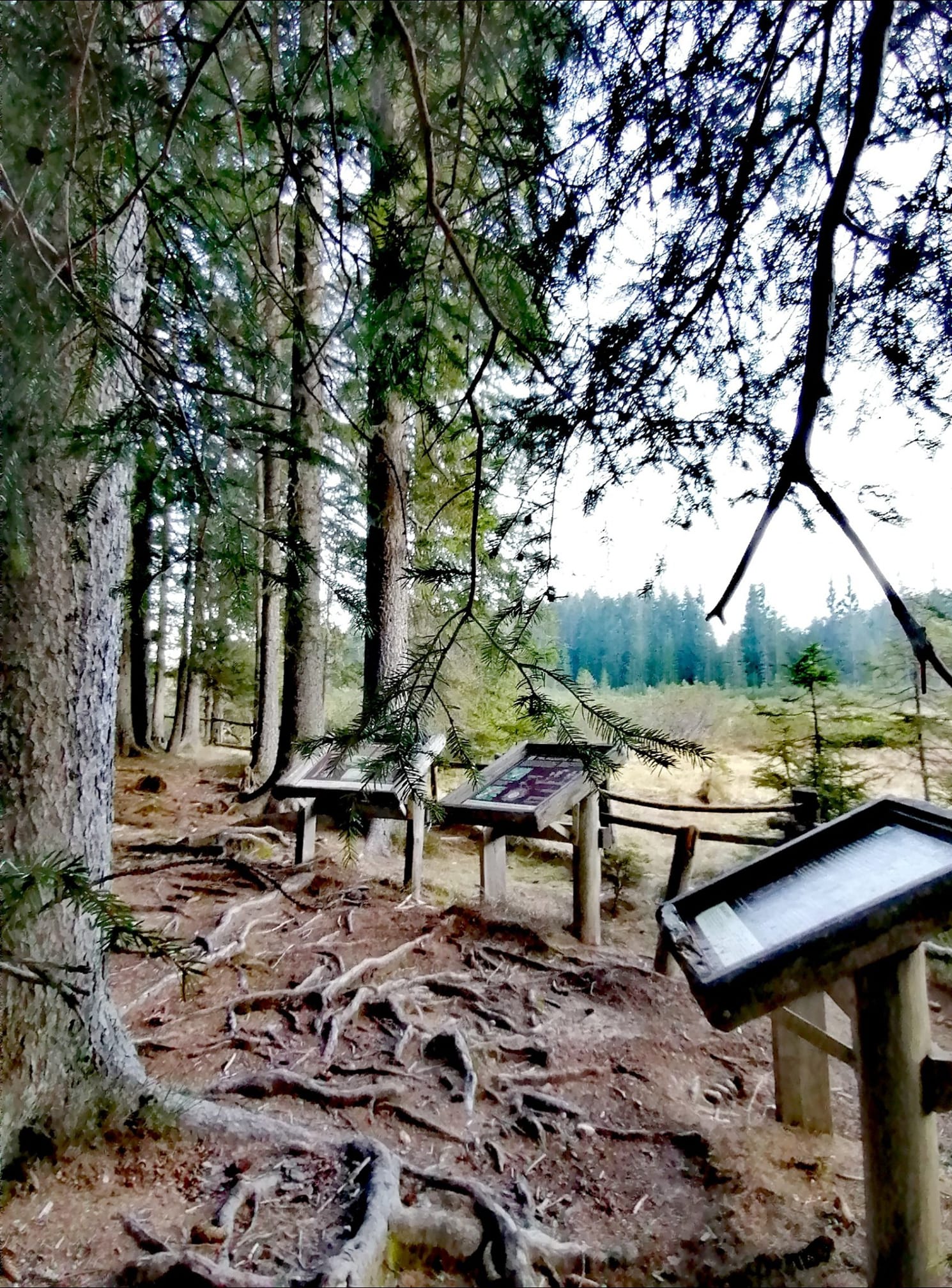Pokljuka Pokljuka